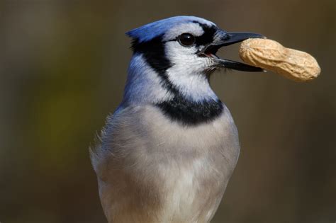 what eats blue jay birds